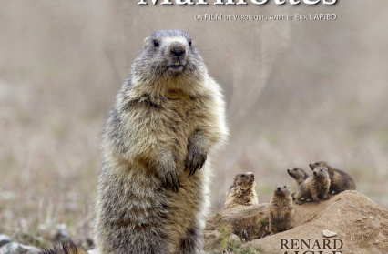 LE CLAN DES MARMOTTES