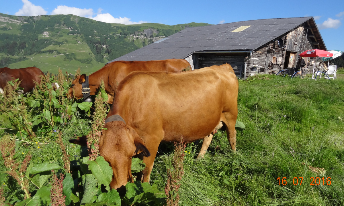 Goûter au chalet du Cuvy - Arêches-Beaufort